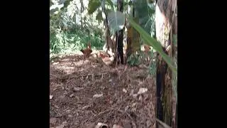 курица свободного выгула