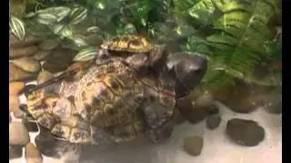 Floating Terrapins Solar Water Feature