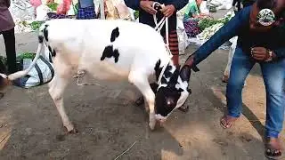 @আজ ০৮-১২-২০২৪ইং ভালো মানের ফ্রিজিয়ান বকনা বাছুরের দাম ডাকুমারা হাট| holstein frisian cow market