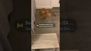 Funny Cat Spins in Circles! 🐾 Pax the Cat&rsquo;s Tail-Chasing Adventures | Paws