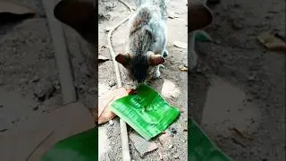 Fish Fry🐠 Meen varuthadhu #malayalam #cooking #malayalamcookingchannel #cat #catlover #kerala #mallu