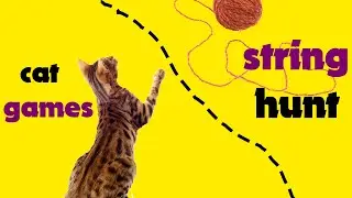 CAT GAMES - thin STRING HUNT games on screen for cats