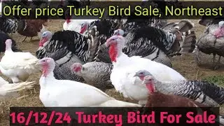 Turkey Bird and Chicks for sale// 16-12-24 // Offer price// PH:6002180029 #turkeybirds