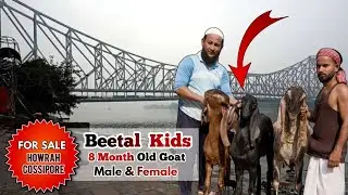 Beetal Male And Female Goat Kids For Sale || Location : Howrah Cossipore || Shabaz Bhai : 7980045271