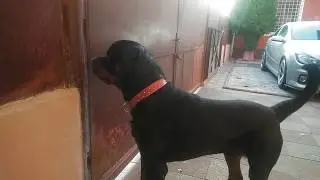 Rottweiler 15Months guarding