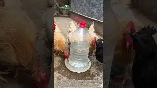 Simple and Efficient Chicken Feeder Made from a Five Liter Water Bottle