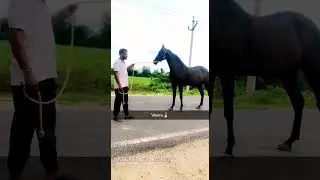 Champion Mare Veera sire by Hidalgo