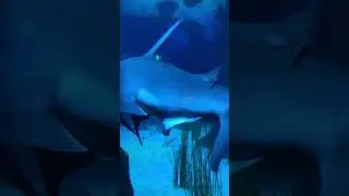Sharks predators of the deep at @georgiaaquarium #greathammerhead #silvertipshark #tigershark