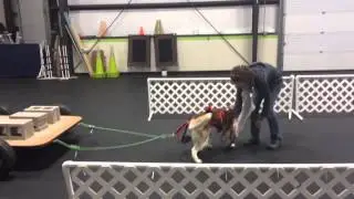 Siberian Husky WEIGHT PULL