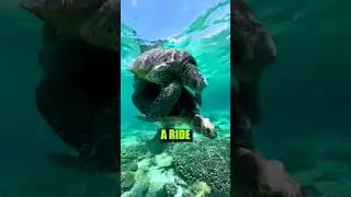How Long Will THIS LOVE last..??🐢❤️🐢 #animals #turtlelove #couplegoals #animalshorts #animallover