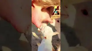 #Char #bacchon #wali #Teddy #bakri