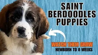 11 Saint Berdoodle Puppies - Their Amazing Transformation