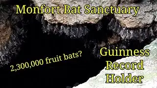MONFORT BAT SANCTUARY - Guinness Book Record Holder for Largest Colony of fruit Bats