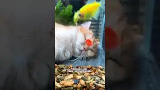4d кинотеатр для кота😦 #котики #коты #кот #cat #cats #trend #животные #милота #котята #прикол
