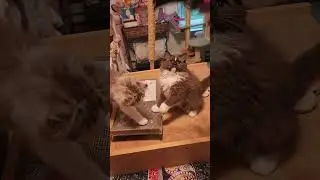 RagaMuffin kittens almost 13 weeks old