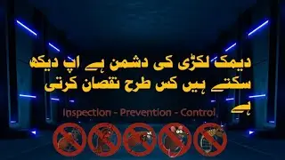 Wooden termite treatment #pestremoval #cockroach #termitespray #termitekiller #pestkiller #live 