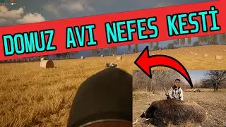 YABAN DOMUZU AVI (DOMUZLAR SALDIRDI)