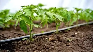 Contact us for drip irrigation solution#tanzania #shortvideo #shorts #trending #trend #tast #youtube