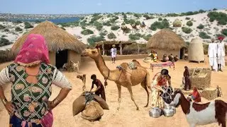 Village life Camel life  Working Daily Routine Morning A Rehman TV