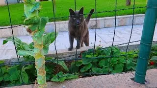 PIZARR&Iacute;N, LOS POLLOS, EL GATO DEL VECINO Y EL HUERTO