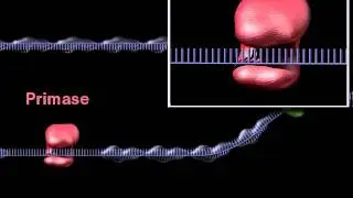 2 DNA Unwinding... Historical animation from 1999