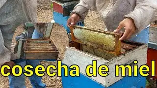 cosecha de miel | calando un nuevo campo | abejas llenas de miel | miel multiflora | panales de miel