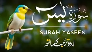 Surah Yaseen | Surah Yaseen With Urdu Translation | Episode - 682