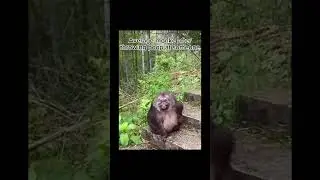 average monke after throwing poop at someone #gorillatag#vr#shorts