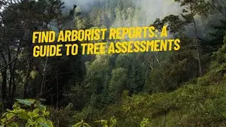 How to Find Arborist Reports  A Guide To Tree Assessments