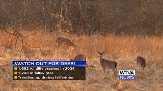 Watch out for deer this time of year