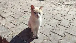 Хургада: уличные коты и кошки
