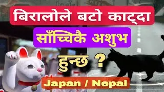 नेपालमा अशुभ, जापानमा भगवान! बिरालोको यस्तो अचम्मको रहस्य | Maneki-neko Story. Gyan punja -(1997)