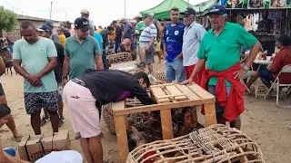 Feira de galinhas caipira da Vila do jerimum em Taquaritinga do Norte Pernambuco 28/12/2025