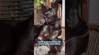 The Super Rare Thai Ridgeback Dog Breed