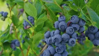 Hammonton, 'the blueberry capital of the world'