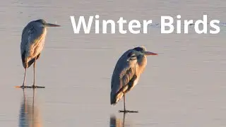 Winter Birds of the Barycz Valley