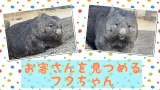 【wombat】お客さんを見つめるフクちゃん☆(Fuku gazed at visiter)