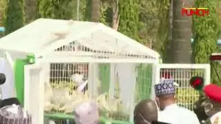 Pigeons Released By Buhari Refuse To Fly At Armed Forces Remembrance
