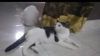 Kucing Putih Bloon & Kucing Poni hitam putih #kucingindonesia #pecintakucing #catlovers