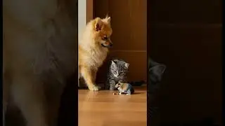 Dog vs Cat vs Hamster &ndash; Who Gets the Last Treat? 🐶🐱🐹 #cuteanimals