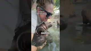 Они наконец-то заключили сделку с бегемотиком 🥰❤️