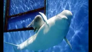 White whale calves greet public at south China breeding base | CCTV English