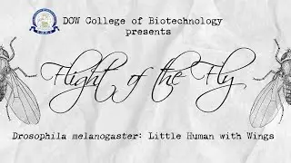 FLIGHT OF THE FLY | Dow Fly Research Lab & Stock Center