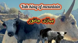 Himalayan Yak | Mountain Animal | King Of Mountain Animals Yak | Tibetan Yak | Himalayan Yak | Yak 