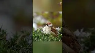 Sparrow Sat On Fluffy Tree | Bird Beauty #shorts #youtube #birds #nature #wildlife