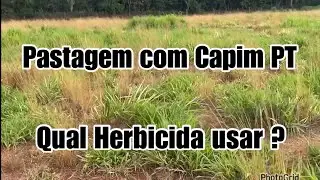 Capim Capeta área foi feita controle com Herbicidas