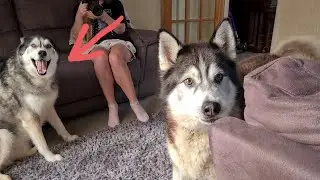 Husky is so Happy when we turn up to Surprise him
