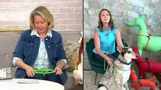 Harness Lead 2-in-1 Harness & Leash with Rubber Stops on QVC