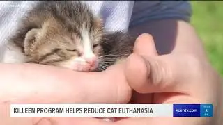 Killeen program helps reduce cat euthanasia