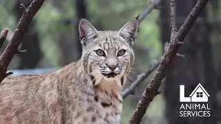 Wildlife PSA - LA Animal Services